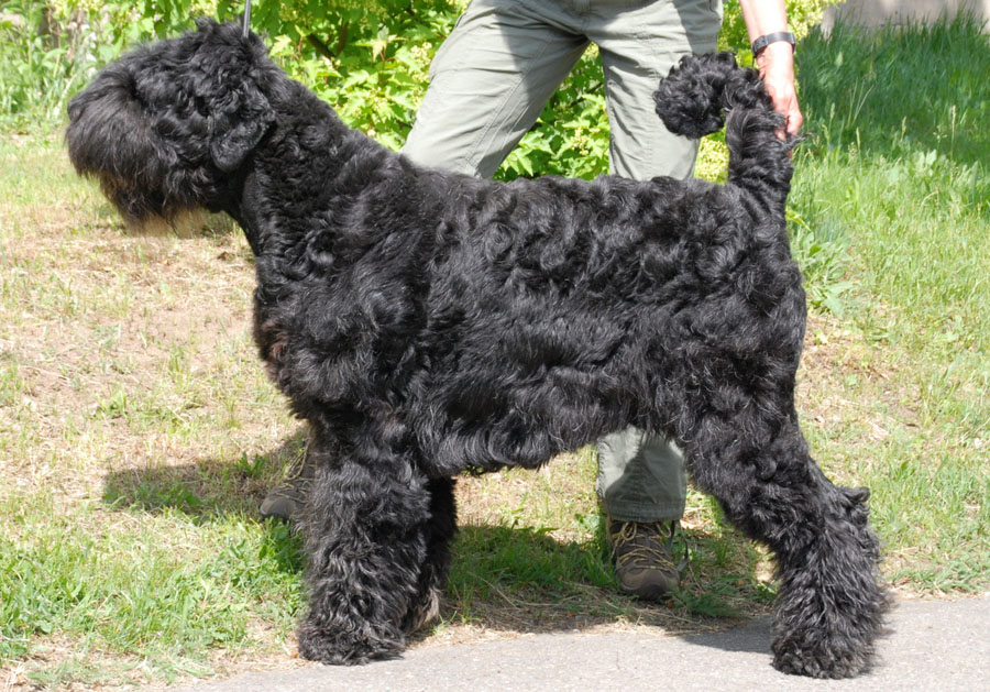 Schwarze Terrier Hündin Halla v. d. Schwarzen Garde